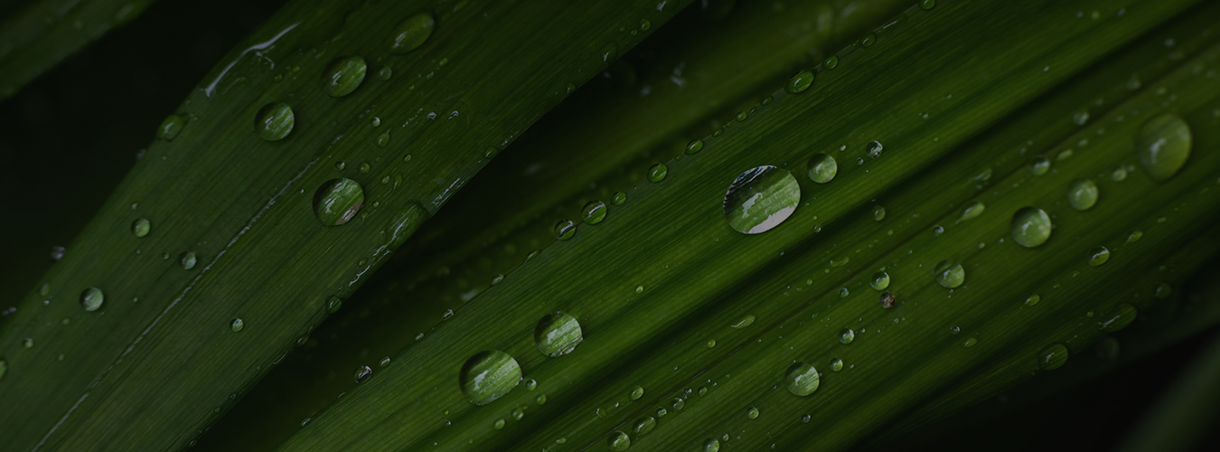 Lighting the way to smarter green <br/>bond investments
